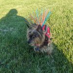 A small terrier wearing a harness and color stick decorations, stands in a humans shadow while on the grass