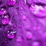 An extreme closeup of water drops on a purple surface